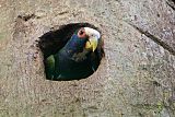 White-crowned Parrot